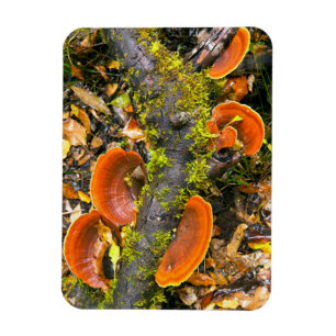 Pilze wachsen auf Ästen, die Knysna-Amatole Magnet