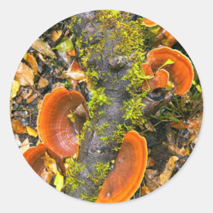 Pilze wachsen auf Ästen, die Knysna-Amatole Runder Aufkleber
