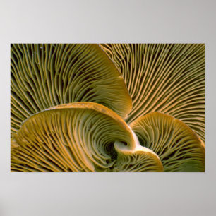 Pilzhaufen auf einem toten Baum Poster