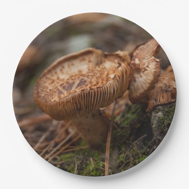 Pilzphoto Pappteller (Vorderseite)