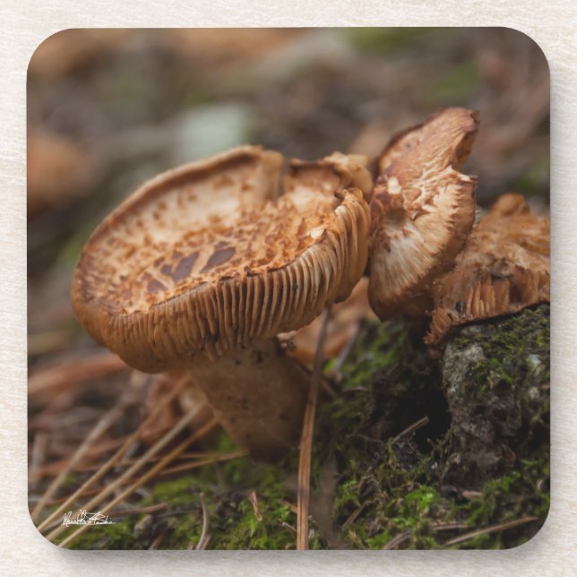 Pilzphoto Untersetzer (Vorderseite)