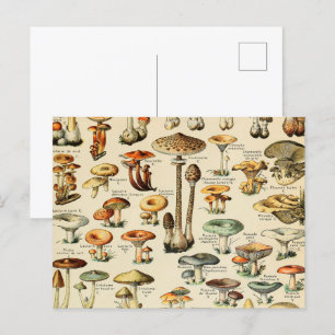 Pilzsammlung Postkarte