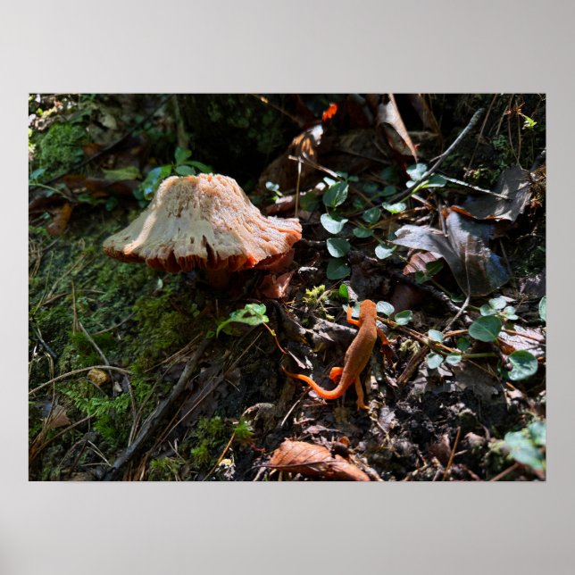 Pilzwald Poster (Vorne)