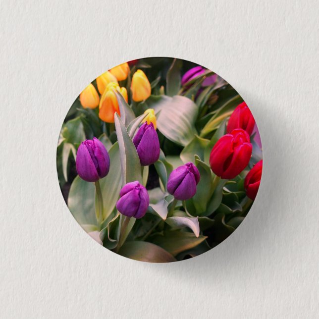 Pinback-Button (rot, gelb und Lila) Button (Vorderseite)
