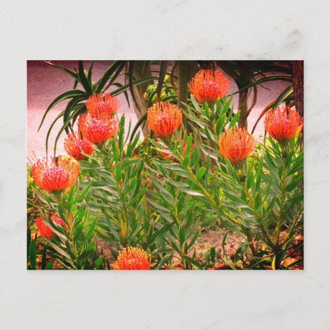 Pincushion Tango #1-1 Postkarte (Vorderseite)