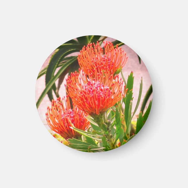 Pincushion Tango #1 Magnet (Vorne)