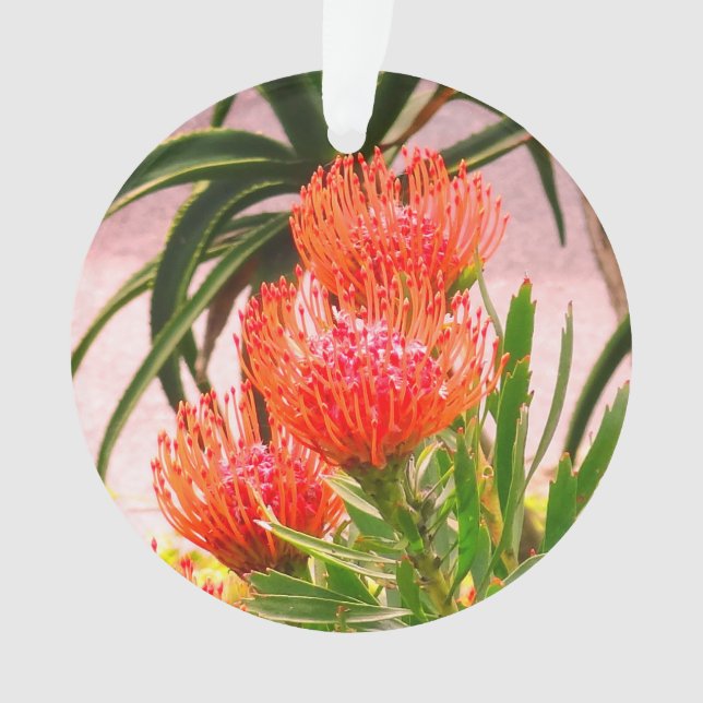 Pincushion Tango #1 Ornament (Vorderseite)