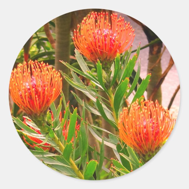 Pincushion Tango #1 Stickers (Vorderseite)