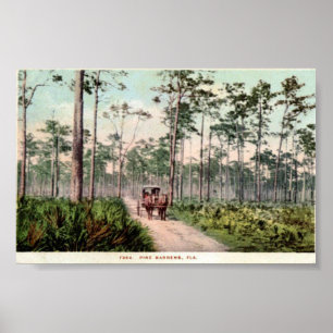 Pine Barrens von Florida Poster