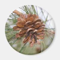 Pine Cone