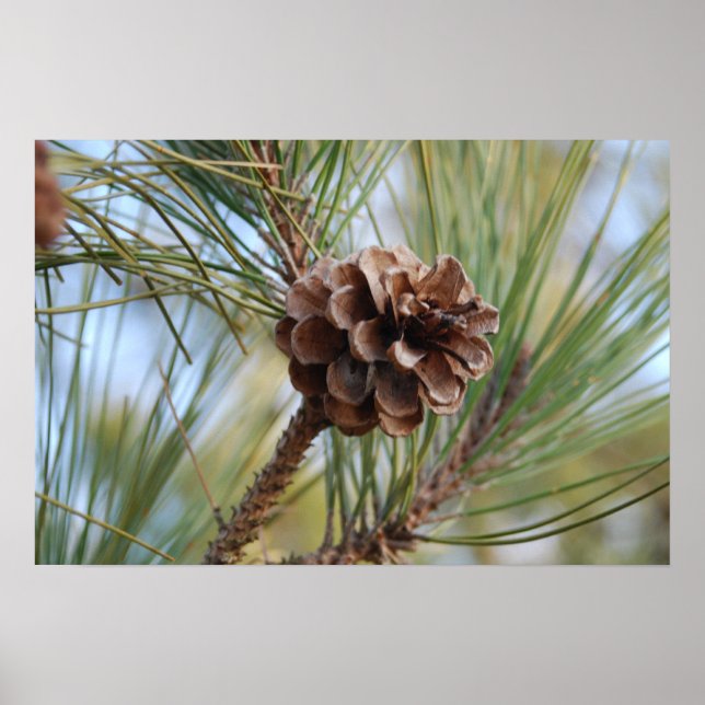 Pine Cone Poster (Vorne)