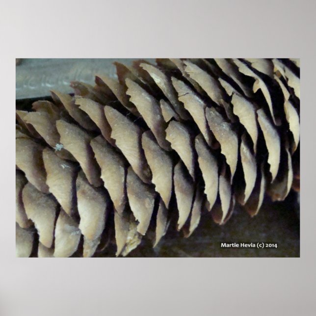 Pine Cone Poster (Vorne)