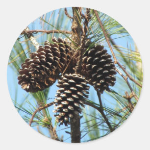 Pine Cone Stickers