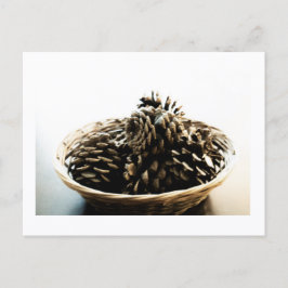 Pine Cones in a Pile Postcard Print by JH Thornton Postkarte