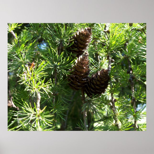 Pine Cones Poster (Vorne)