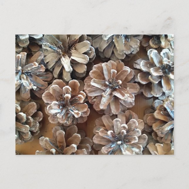Pine Cones Postkarte (Vorderseite)