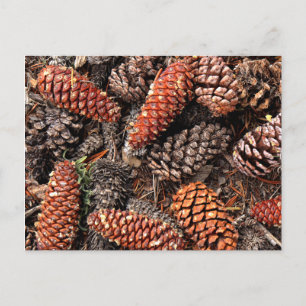 Pine Cones Postkarte
