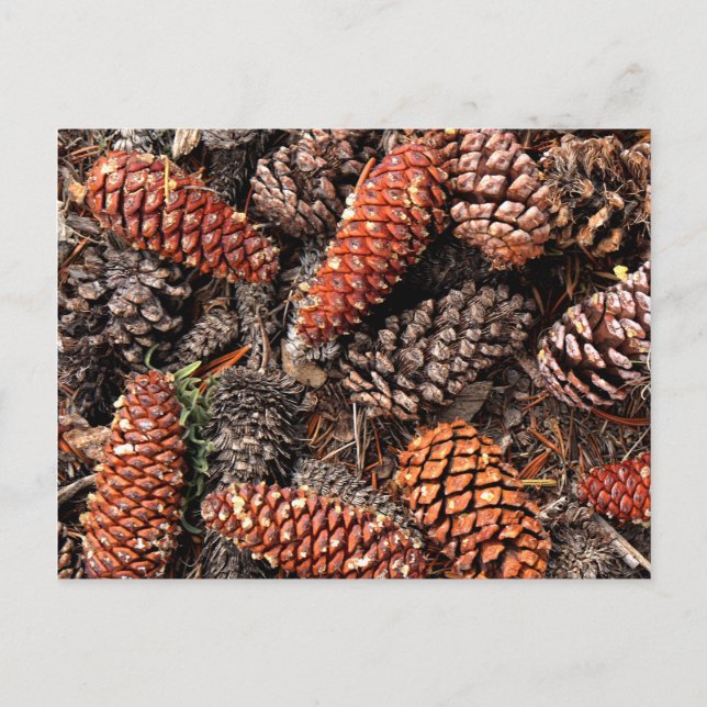 Pine Cones Postkarte (Vorderseite)