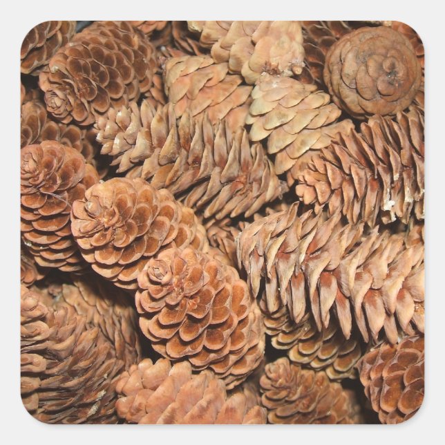 Pine Cones Quadratischer Aufkleber (Vorderseite)