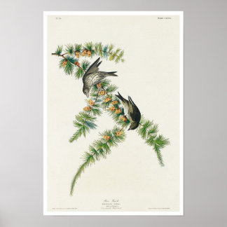 Pine Finch von Audubon Poster