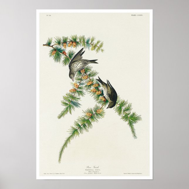 Pine Finch von Audubon Poster (Vorne)