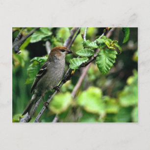 Pine Grosbeak Postkarte