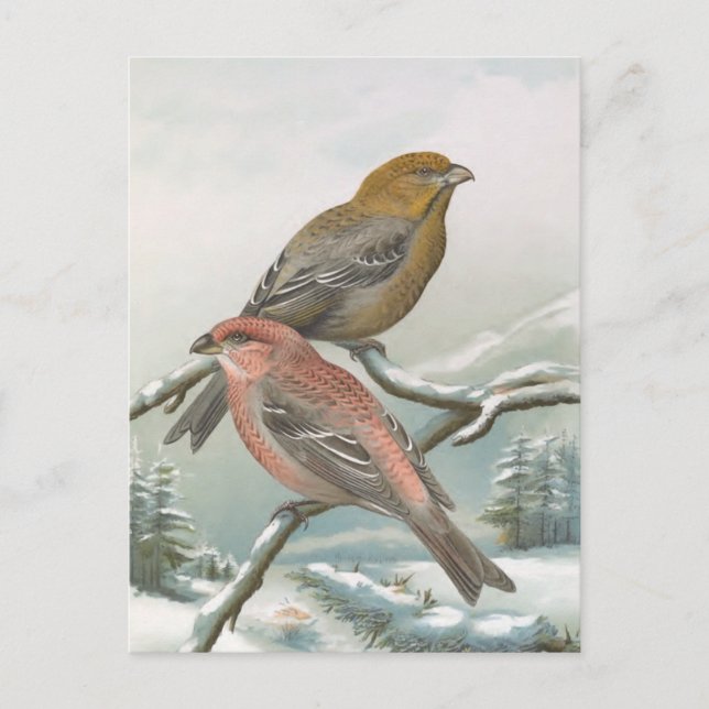 Pine Grosbeak Vintag Bird Illustration Postkarte (Vorderseite)