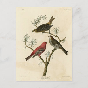 Pine Grosbeak von Audubons Vögeln von Amerika Postkarte
