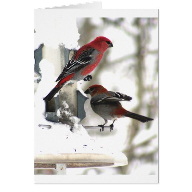 Pine Grosbeaks (Vorne)