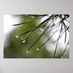 Pine-Injektionsnadeln mit Raindrops-Plakat Poster