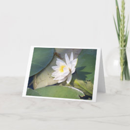 Pine Lake Water Lilie Karte