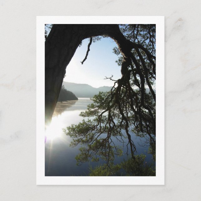 Pine Leaning: Friar's Crag, Derwentwater Postcard Postkarte (Vorderseite)