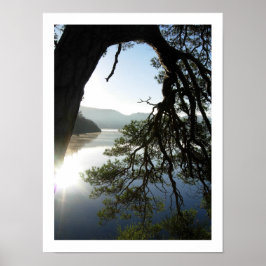 Pine leaning: Friar's Crag, Derwentwater Poster