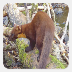 Pine Marten auf Log Quadratischer Aufkleber