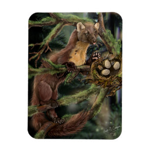Pine Marten Magnet