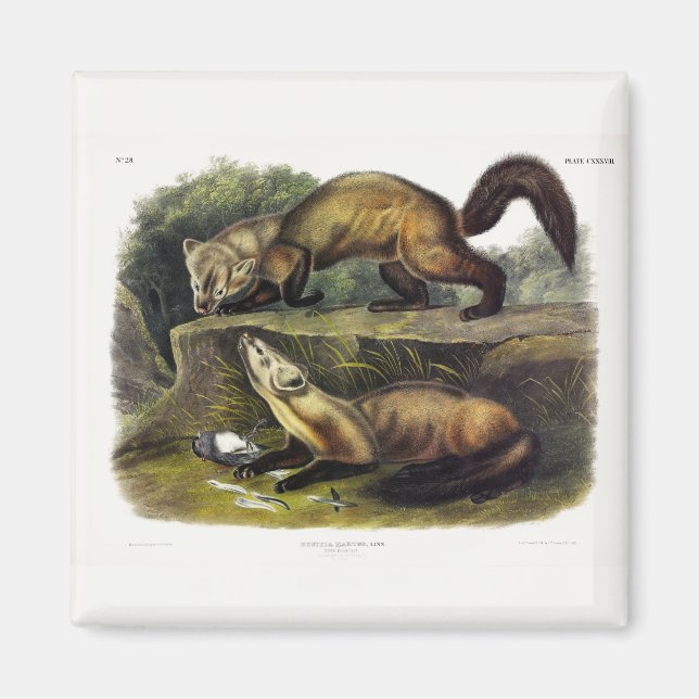 Pine Marten (Mustela Martes) Magnet (Vorne)