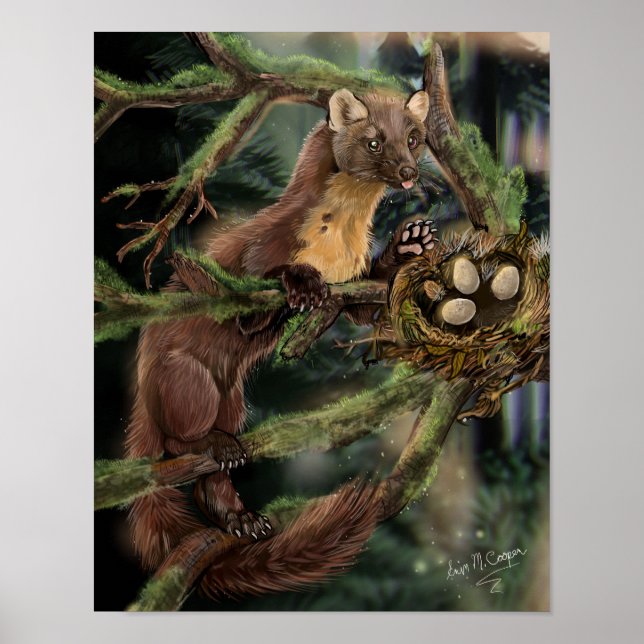 Pine Marten Poster (Vorne)