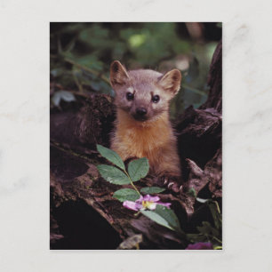 Pine Marten Postkarte