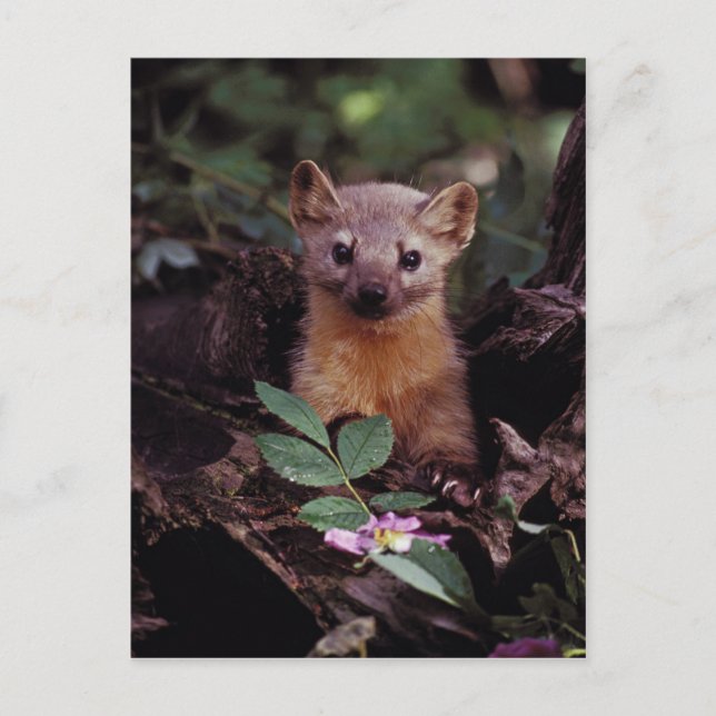 Pine Marten Postkarte (Vorderseite)