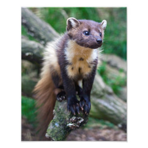 Pine Marten Print Fotodruck
