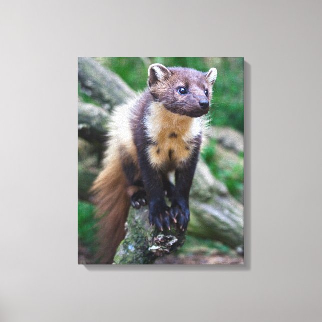 Pine Marten Wrapped Canvas Leinwanddruck (Vorderseite)