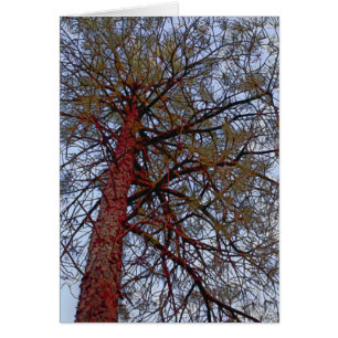 Pine mit Red Trunk