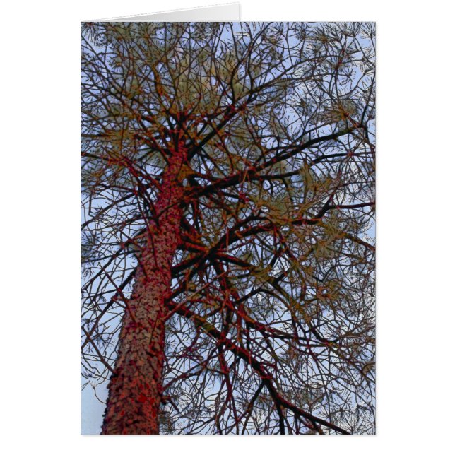 Pine mit Red Trunk (Vorne)