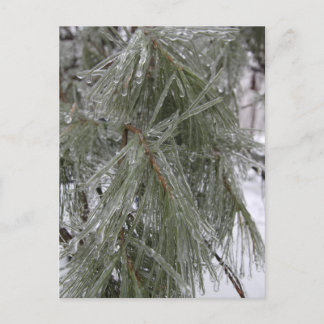 Pine Needles - Ice Holiday Postkarte