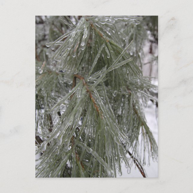 Pine Needles - Ice Holiday Postkarte (Vorderseite)