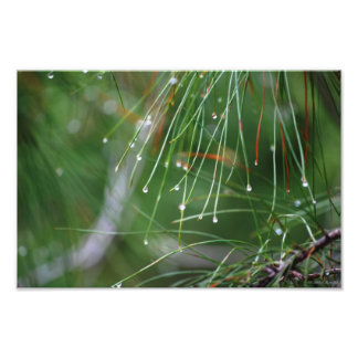 Pine Needles Nach dem Regen Foto drucken
