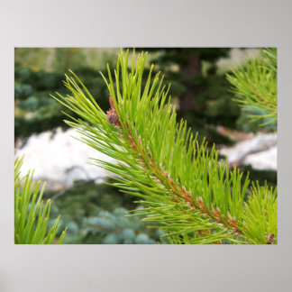 Pine Needles Poster