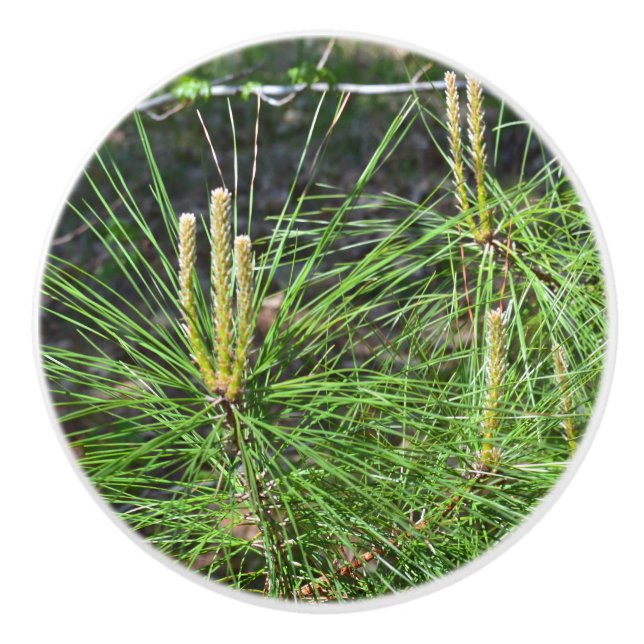 Pine Needles von Kenneth Yoncich Keramikknauf (Vorderseite)