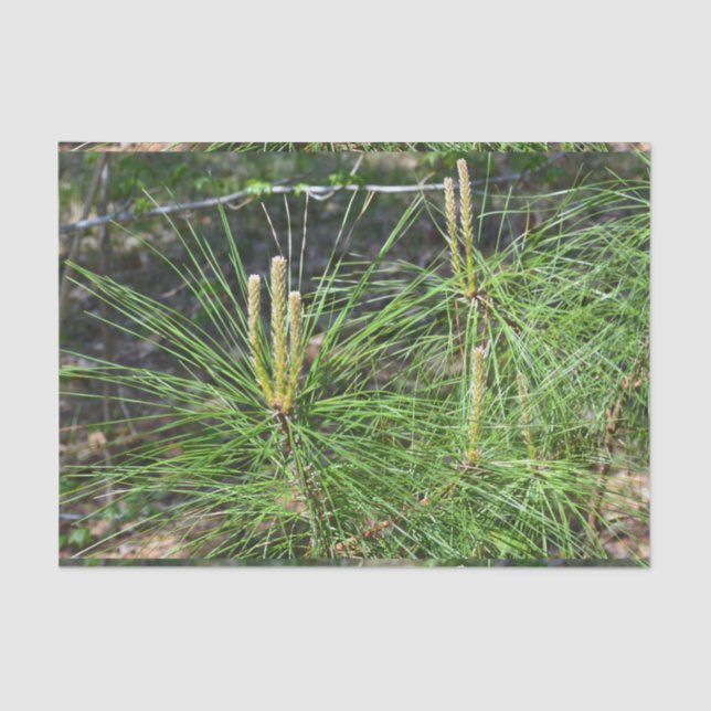 Pine Needles von Kenneth Yoncich Seidenpapier (Vorderseite)