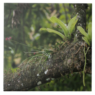 Pine Pink, Bletia purpurea, blühend auf Mango Fliese